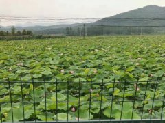 黨建引領(lǐng)  富民強(qiáng)鎮(zhèn)