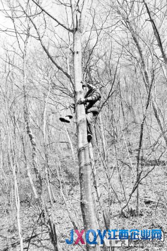 周正龍布下相機陣捕捉老虎身影 野豬現4百次