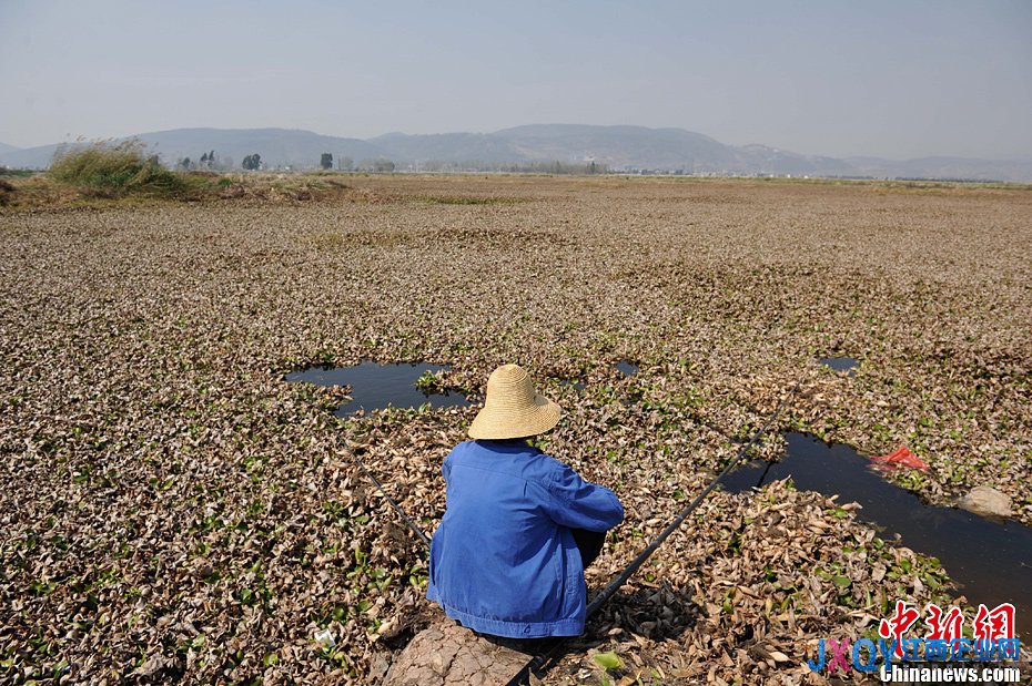 云南發(fā)布干旱橙色預(yù)警 杞麓湖大面積干涸