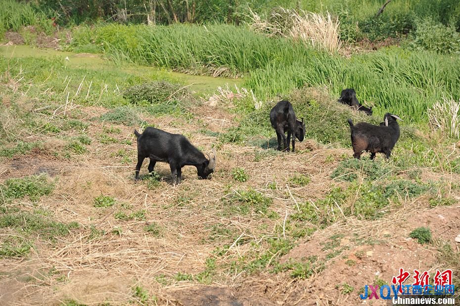 云南發(fā)布干旱橙色預(yù)警 杞麓湖大面積干涸