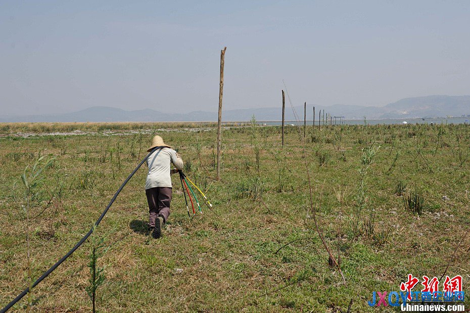 云南發(fā)布干旱橙色預(yù)警 杞麓湖大面積干涸