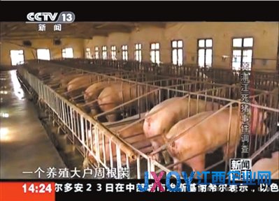 浙江嘉興村民不知80元生豬死亡補貼