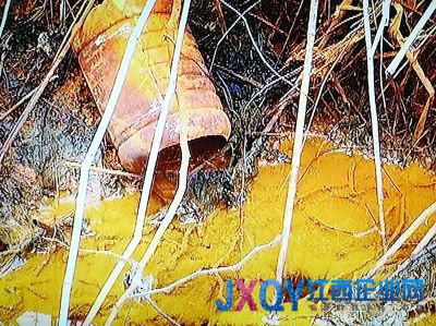 南京7污企搬遷前瘋狂排污:活魚(yú)入水10分鐘就死