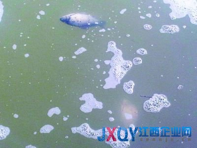 南京7污企搬遷前瘋狂排污:活魚(yú)入水10分鐘就死