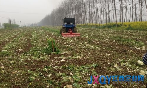 湖南漢壽農(nóng)民自毀萬(wàn)畝蔬菜 因賣(mài)得越多賠得越多