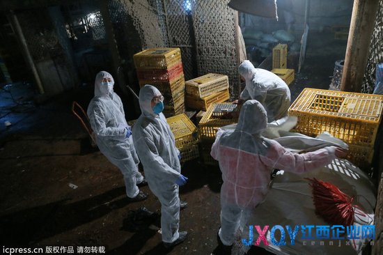 6日起，上海將暫時停止活禽交易，并關(guān)閉活禽市場。