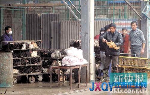 世衛(wèi)組織：撲殺禽類能否阻止H7N9傳播暫未確定