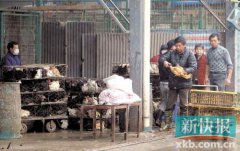 世衛(wèi)組織：撲殺禽類能否阻止H7N9傳播暫未確定