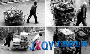 上海今起暫停所有活禽交易