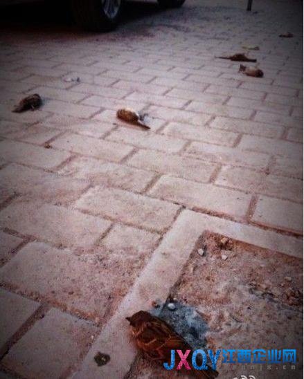 網(wǎng)友稱南京小區(qū)發(fā)現(xiàn)多只不明死因麻雀(圖)