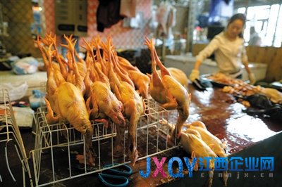 全國確診21例人感染H7N9 北京暫停寵物鳥交易