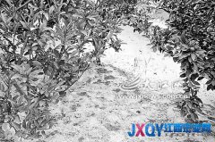 果樹掛果少 果農(nóng)疑因企業(yè)污染[圖]