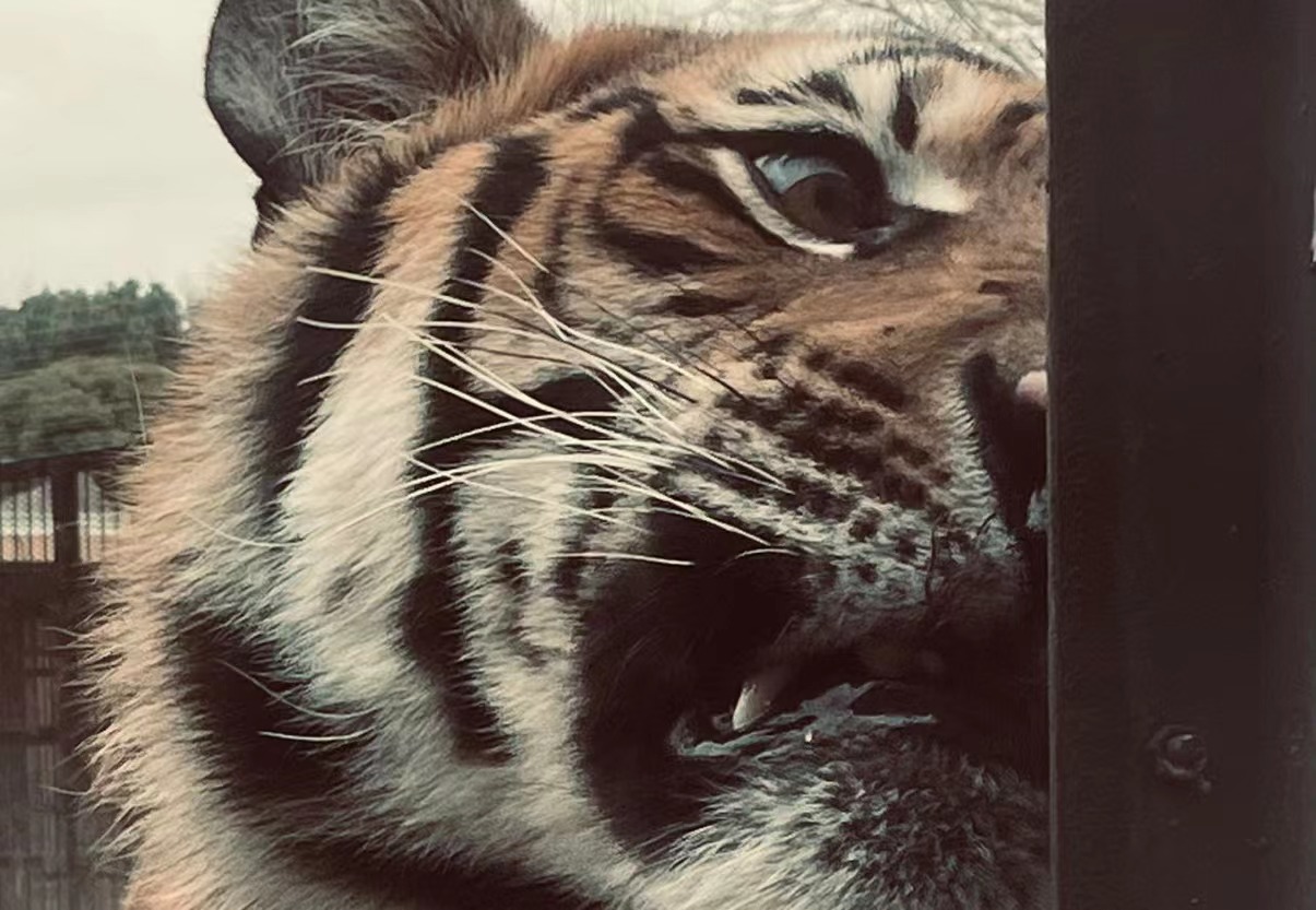 虎年觀虎！南昌動物園虎園迎來觀虎熱潮